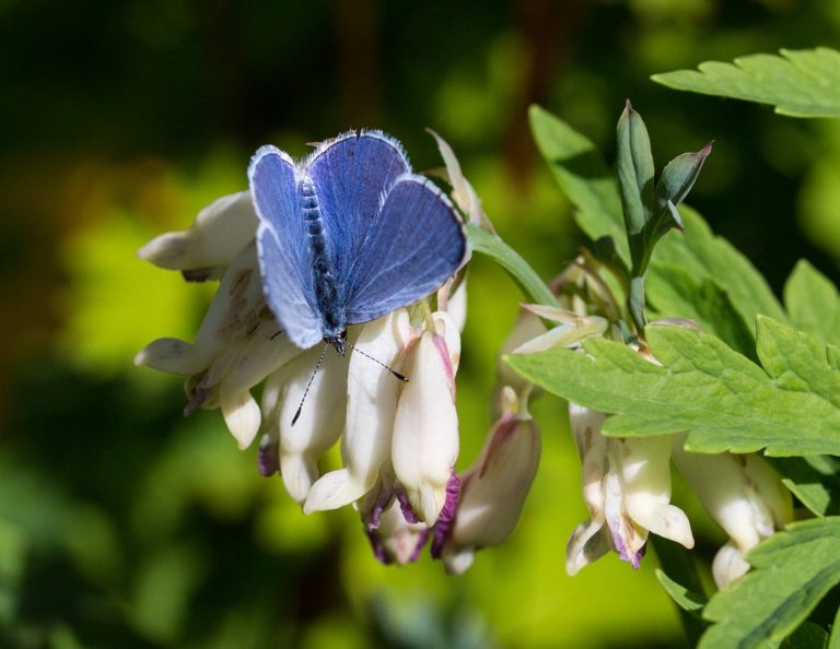 Blue butterfly admiring Carleton Gardens Clubs flowers