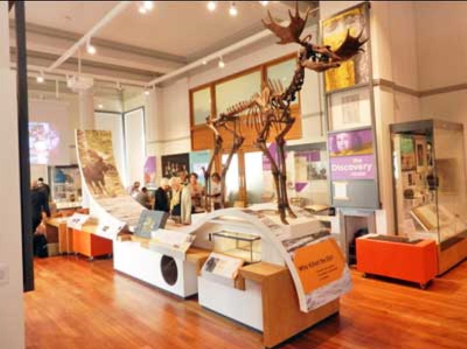 Carleton Elk on display in the Harris Museum, Preston