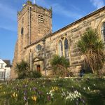 Crocus in flower at St Chad's Church, Poulton
