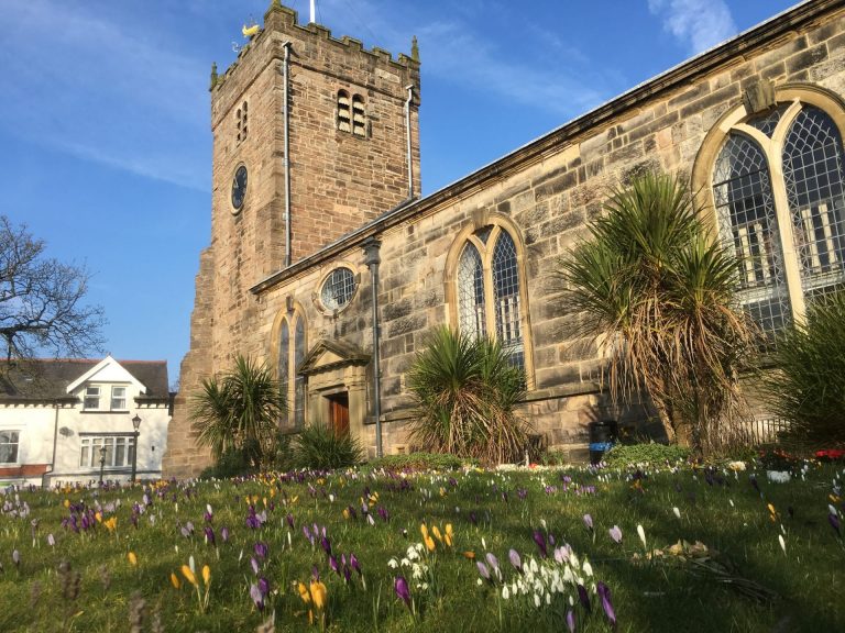 Crocus in flower at St Chad's Church, Poulton