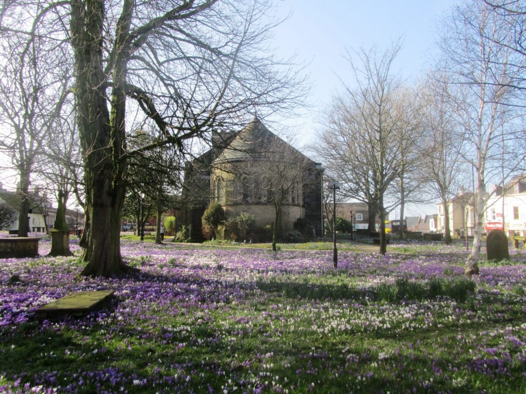 Crocus in flower at St Chad's Church, Poulton